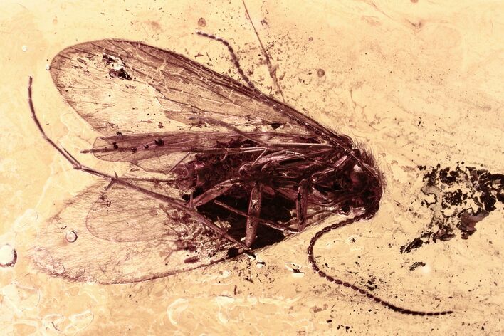 Two Fossil Caddisflies (Trichoptera) In Baltic Amber #315370